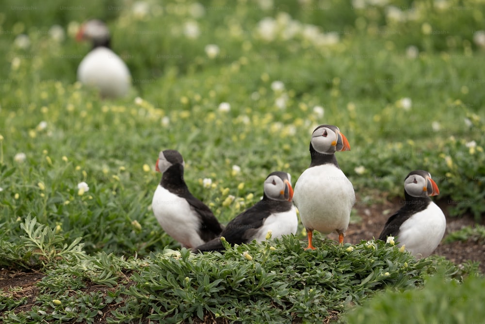 a group of birds standing on top of a lush green field