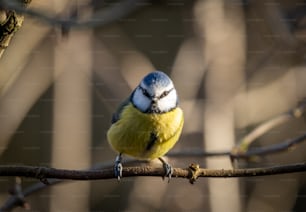 Ein kleiner blau-gelber Vogel, der auf einem Ast sitzt