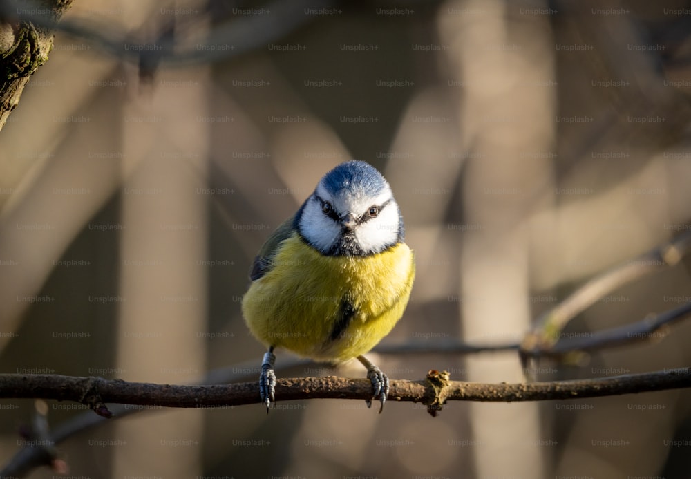 Ein kleiner blau-gelber Vogel, der auf einem Ast sitzt