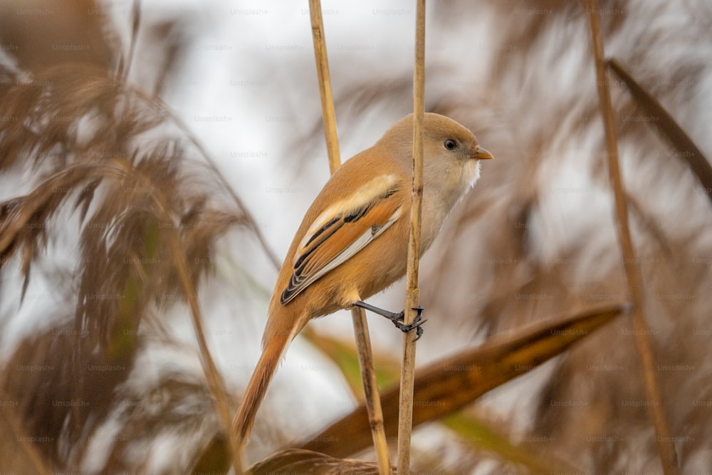 a small bird perched on top of a tree branch