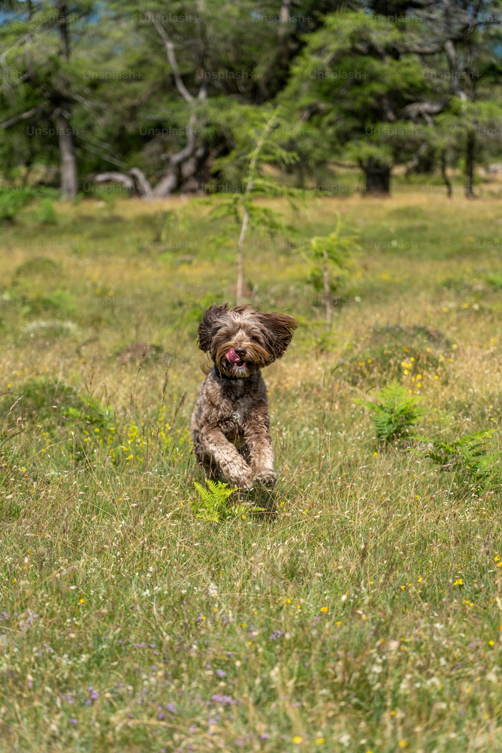 um cão correndo por um campo com um frisbee na boca