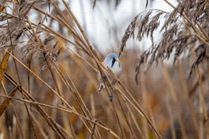 a small blue bird perched on top of a dry grass field