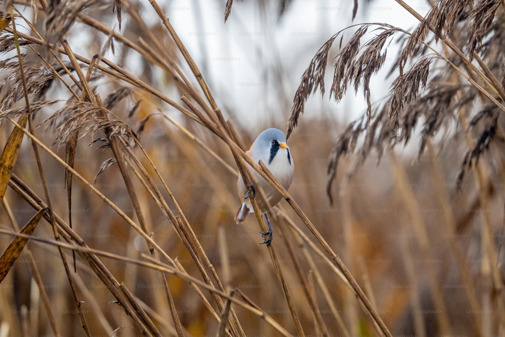 a small blue bird perched on top of a dry grass field