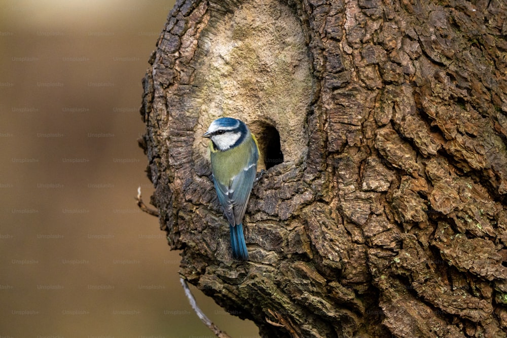 a small blue bird sitting in a hollow in a tree