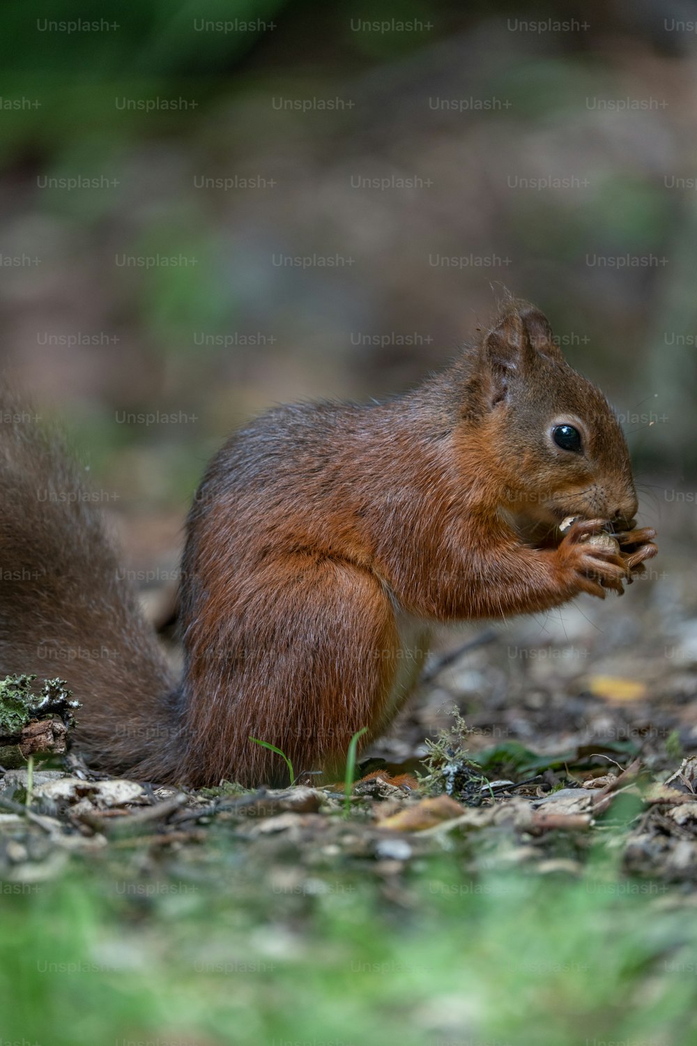 ein Eichhörnchen, das eine Nuss im Wald frisst