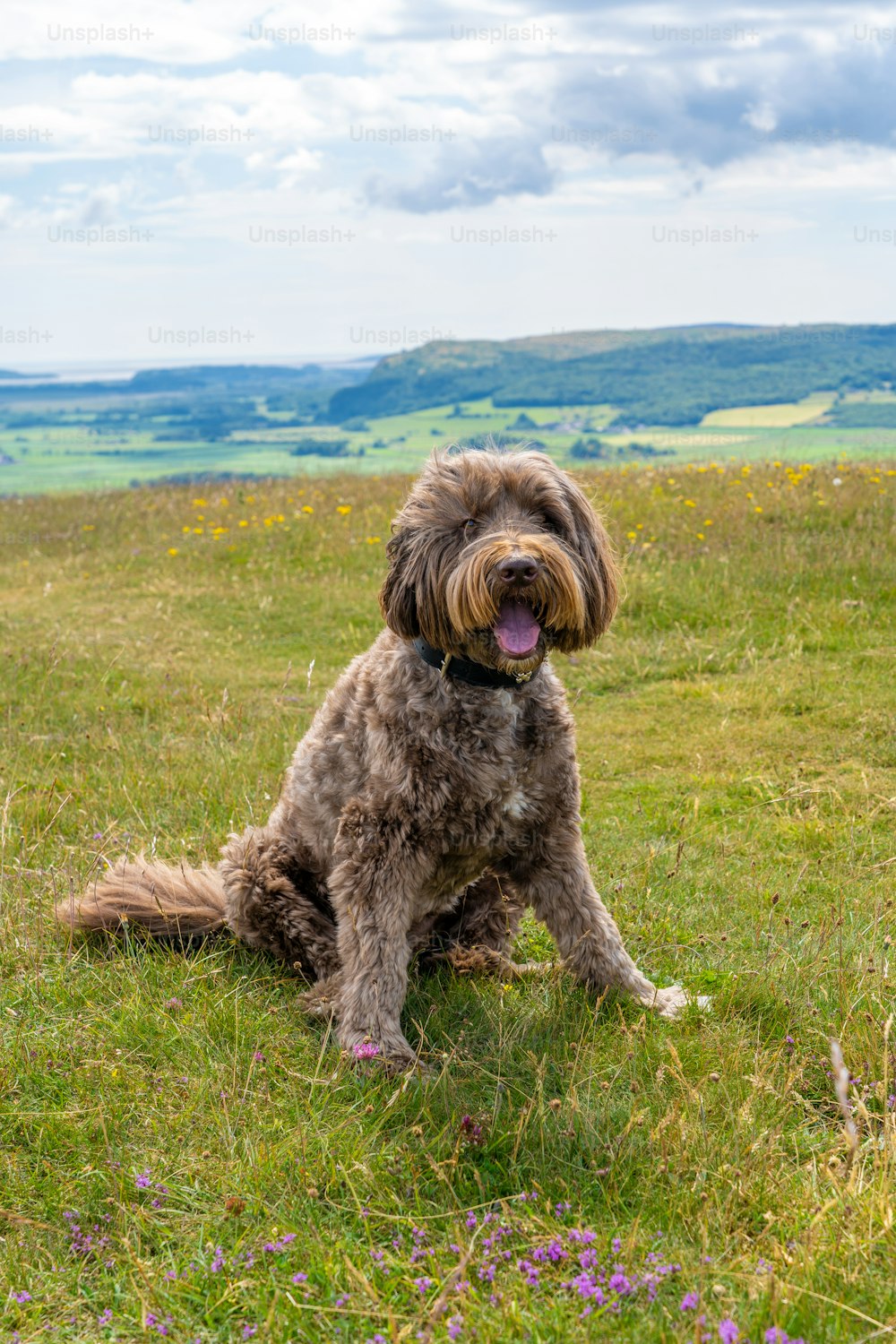 a brown dog sitting on top of a lush green field