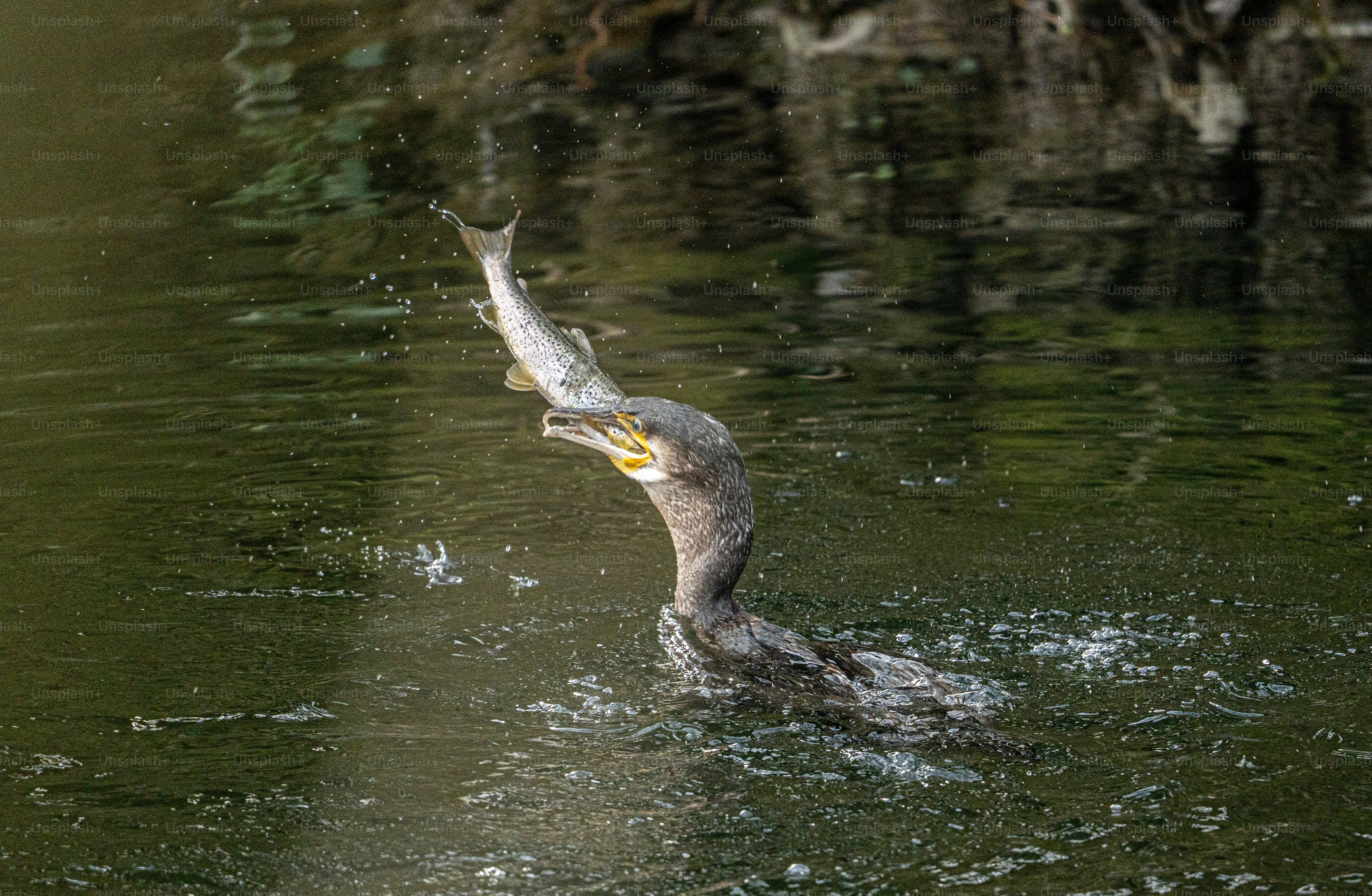 a bird with a fish in it's mouth in the water