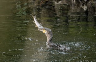 Un pájaro con un pez en la boca en el agua
