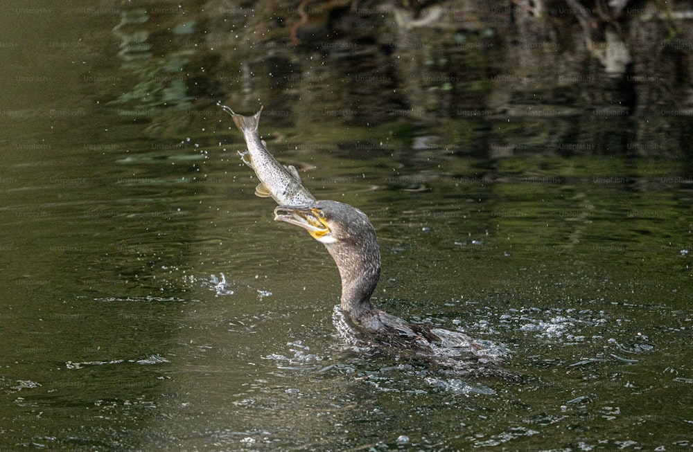 ein Vogel mit einem Fisch im Maul im Wasser