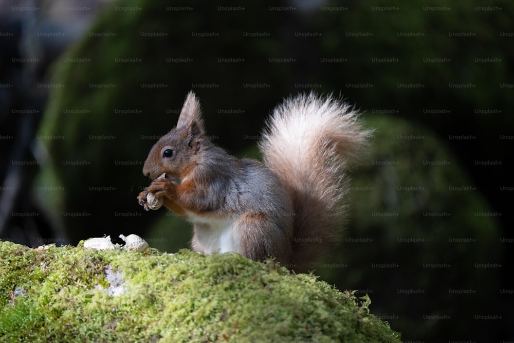 a squirrel eating a piece of food on top of a moss covered rock