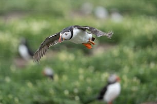 a small bird flying over a lush green field