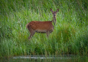 Un cervo in piedi nell'erba alta accanto a uno specchio d'acqua
