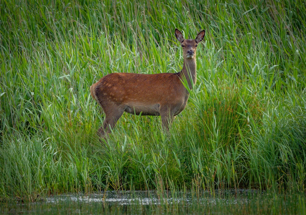 a deer standing in tall grass next to a body of water
