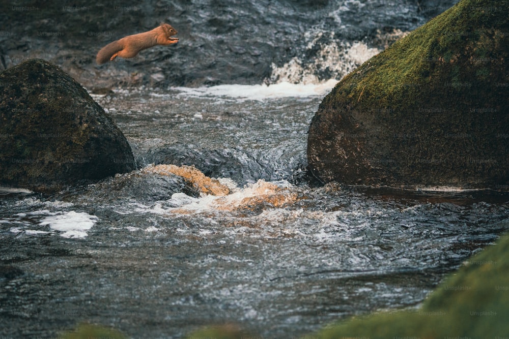 岩を飛び越えて川に入るキツネ