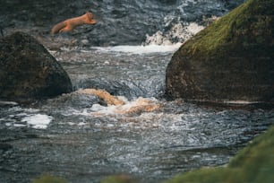 Ein Fuchs, der über Felsen in einen Fluss springt
