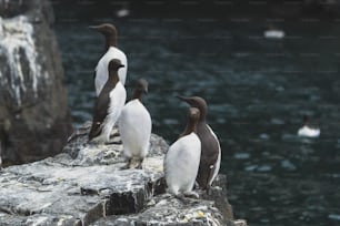 岩の上に座っている鳥の�グループ