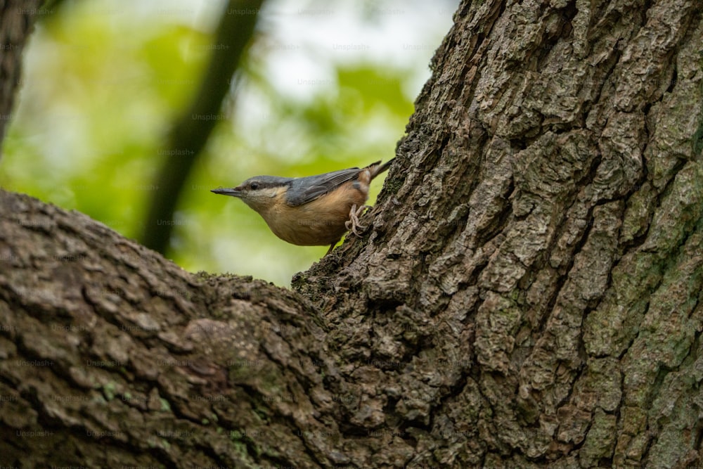 Un uccello appollaiato sul lato di un tronco d'albero
