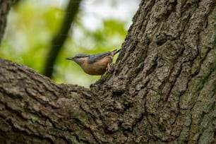 a bird perched on the side of a tree trunk