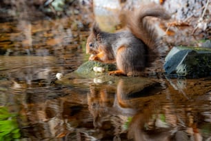 a squirrel is standing on a rock in the water