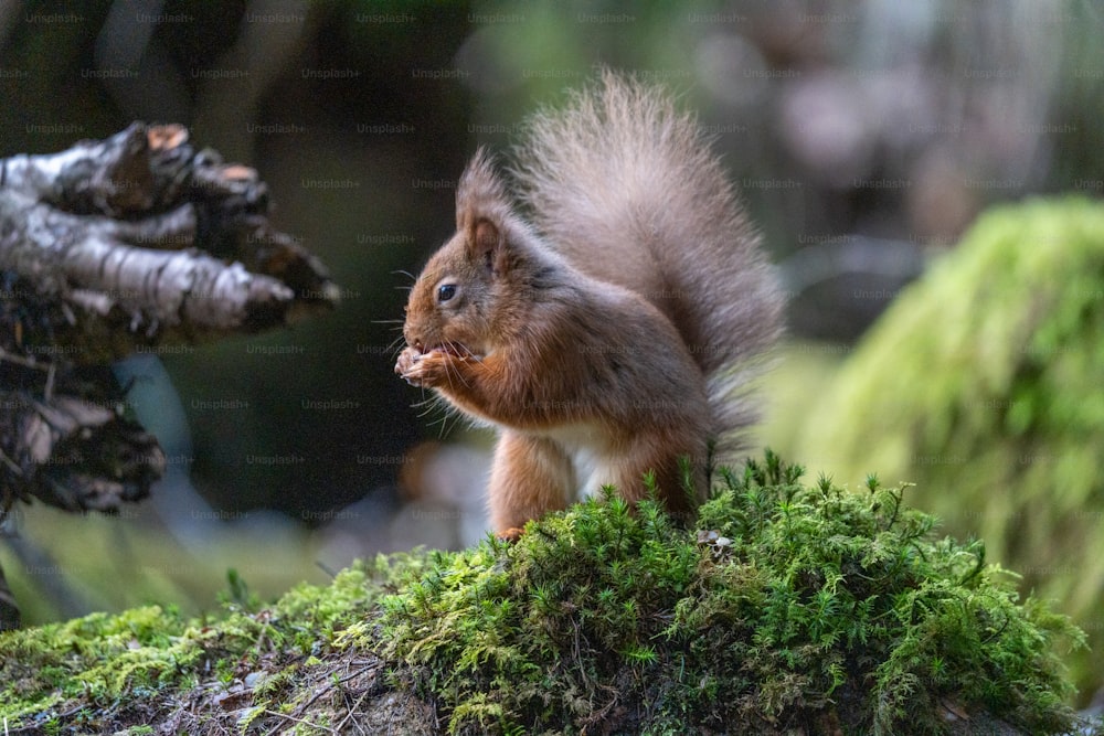 Ein Eichhörnchen steht auf einem moosbewachsenen Baumstamm