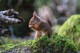 Uno scoiattolo è in piedi su un tronco muschioso
