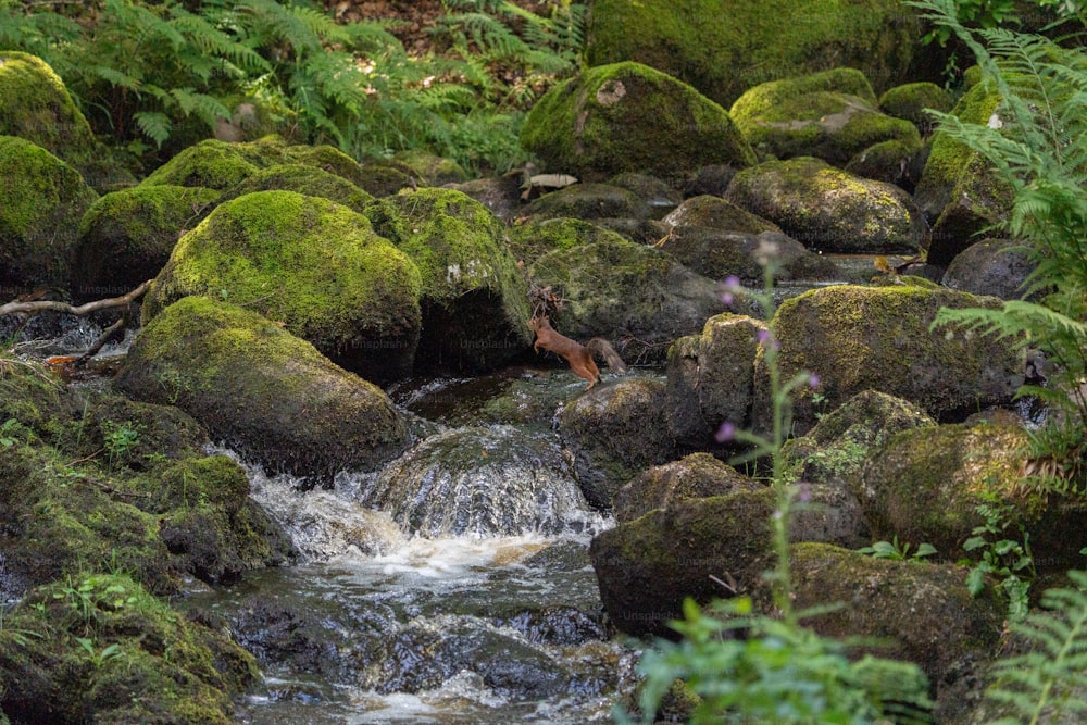 a stream running through a lush green forest