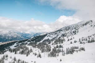 a snowy mountain covered in lots of trees