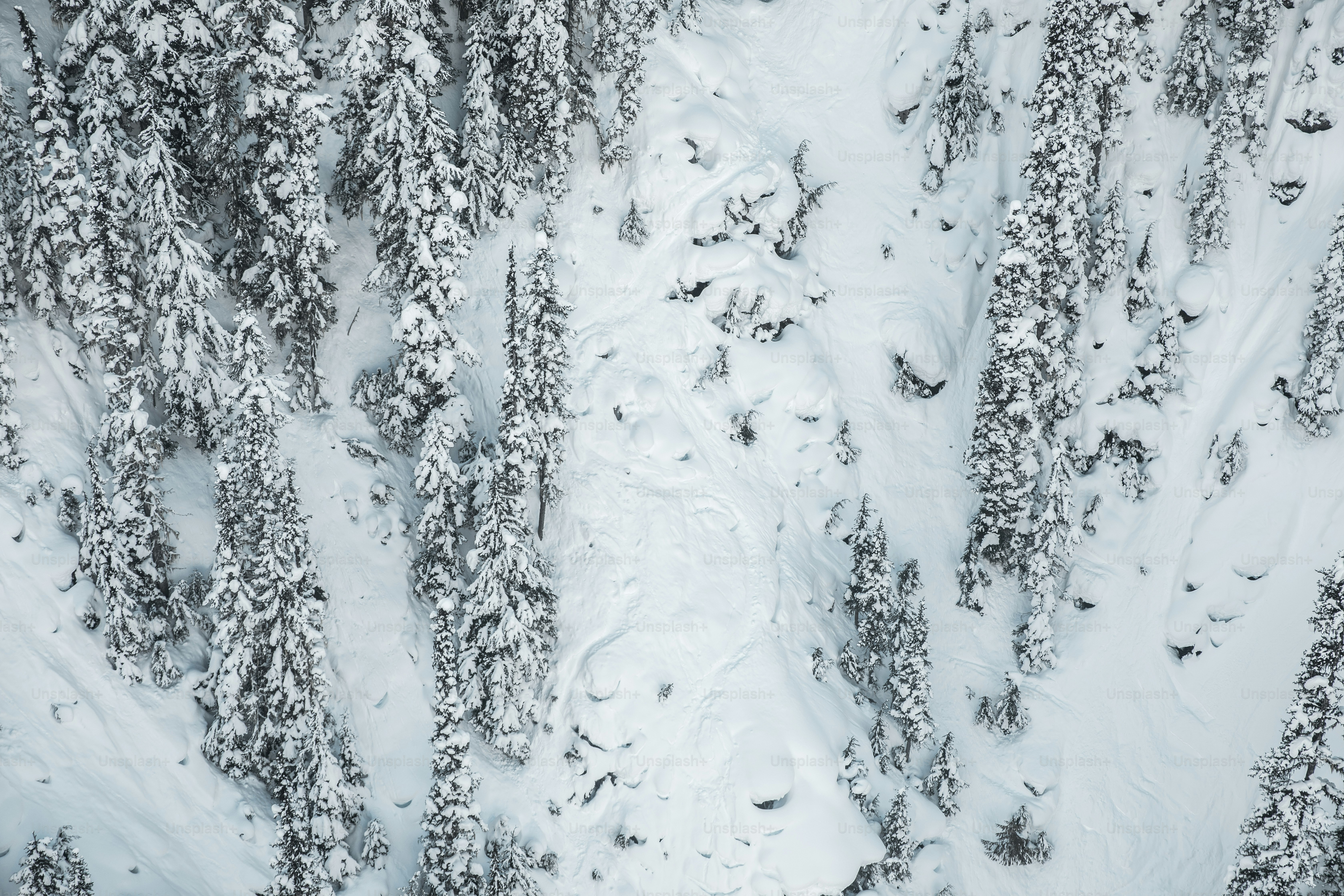 Vue aérienne d’arbres enneigés dans une forêt