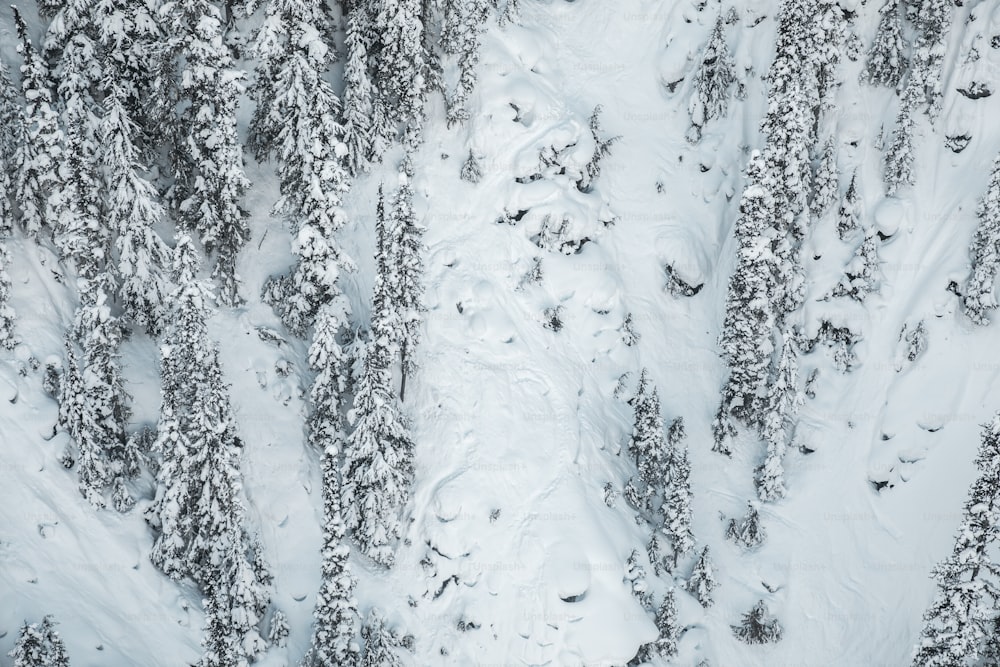 Luftaufnahme von schneebedeckten Bäumen in einem Wald