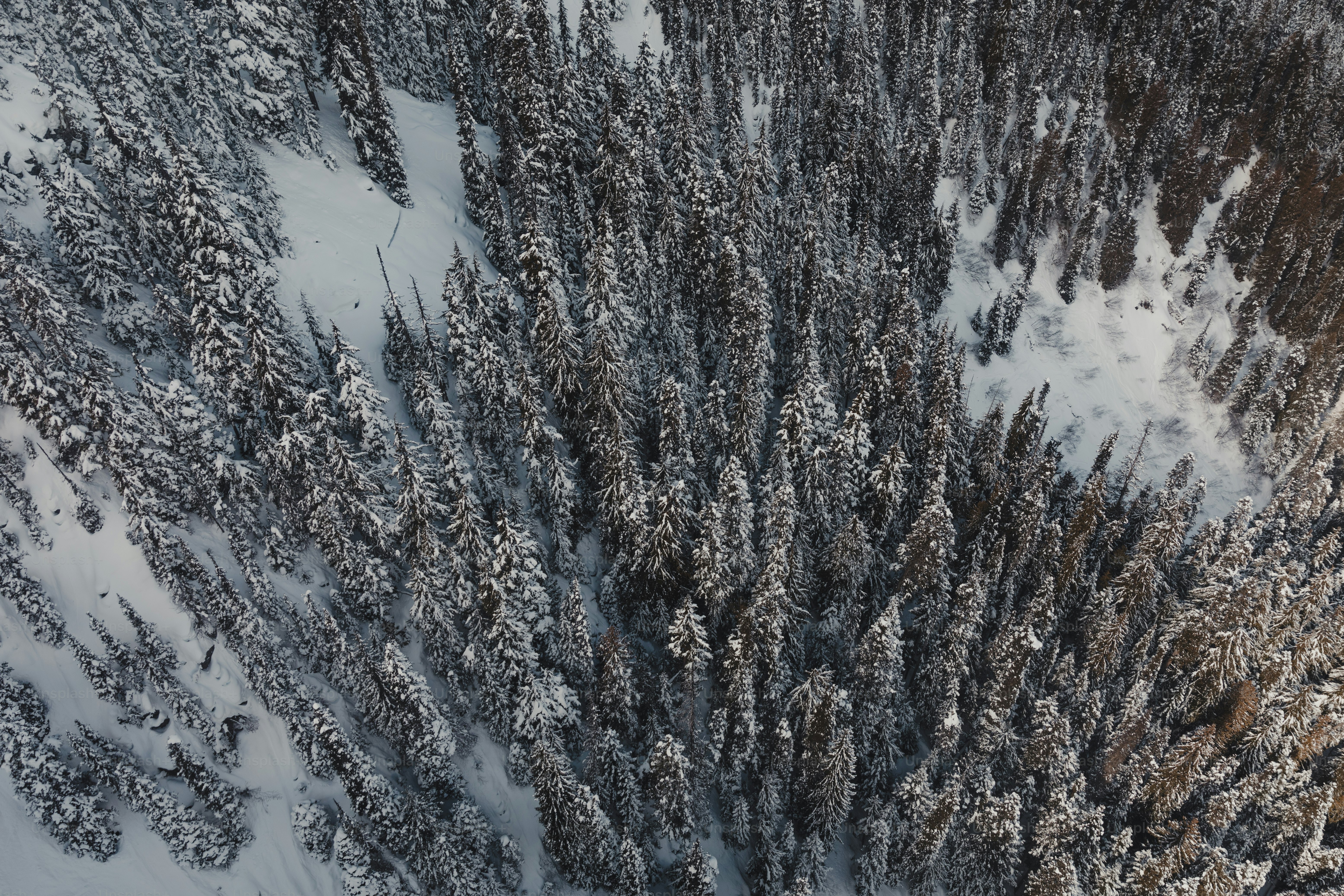 une vue aérienne d’une forêt enneigée