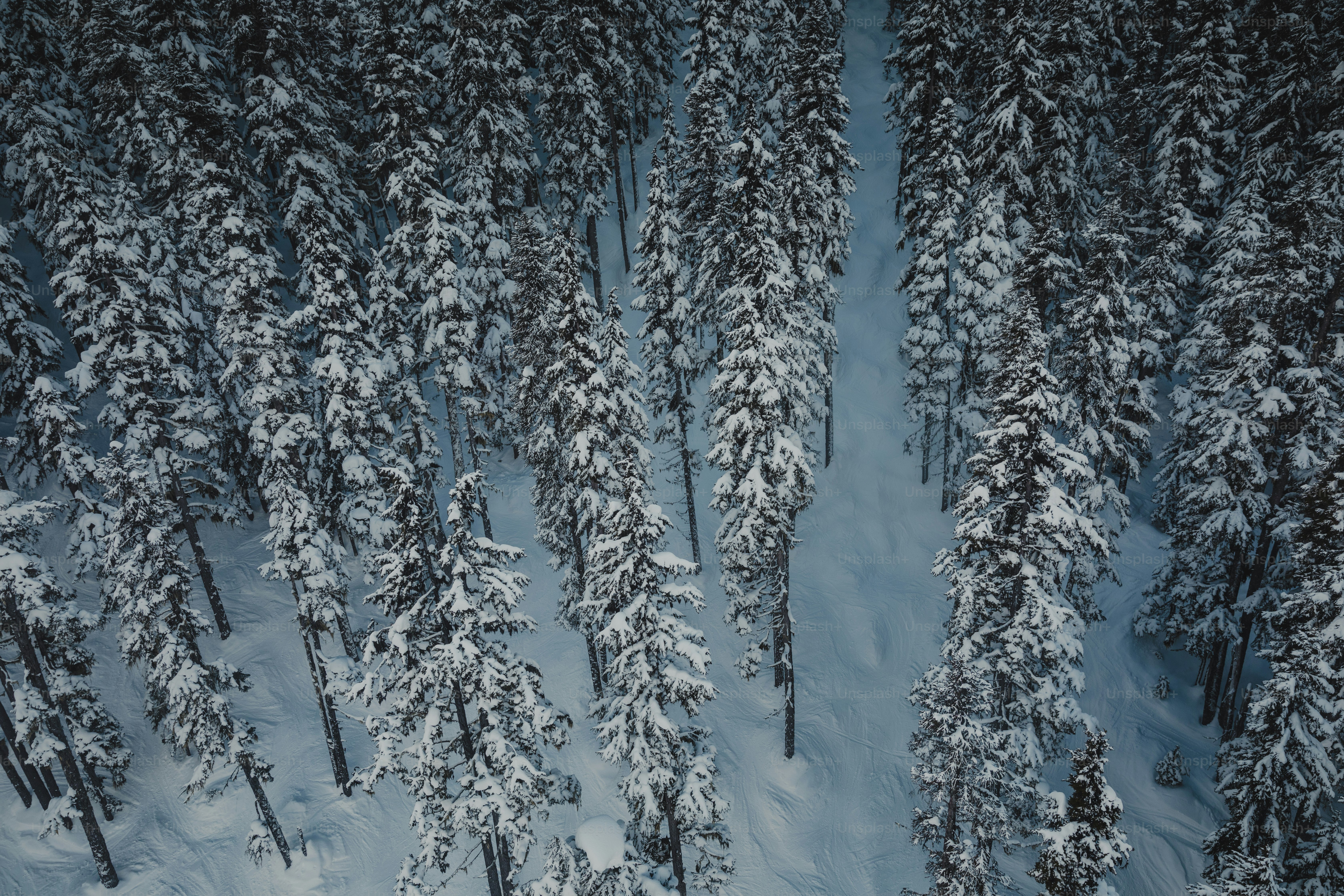 une vue aérienne d’une forêt enneigée