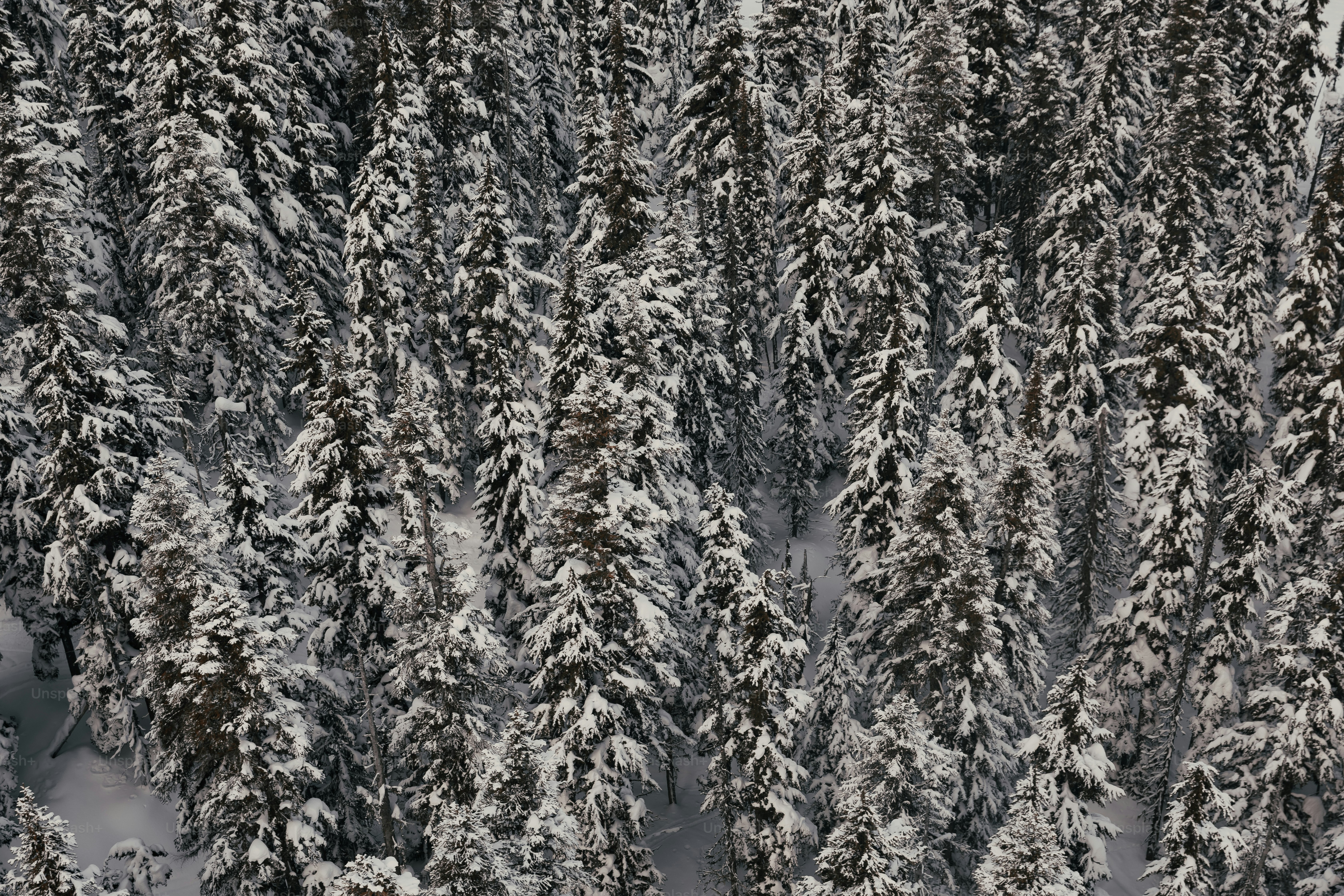 Un groupe d’arbres enneigés dans une forêt