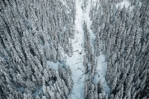 an aerial view of a snow covered forest