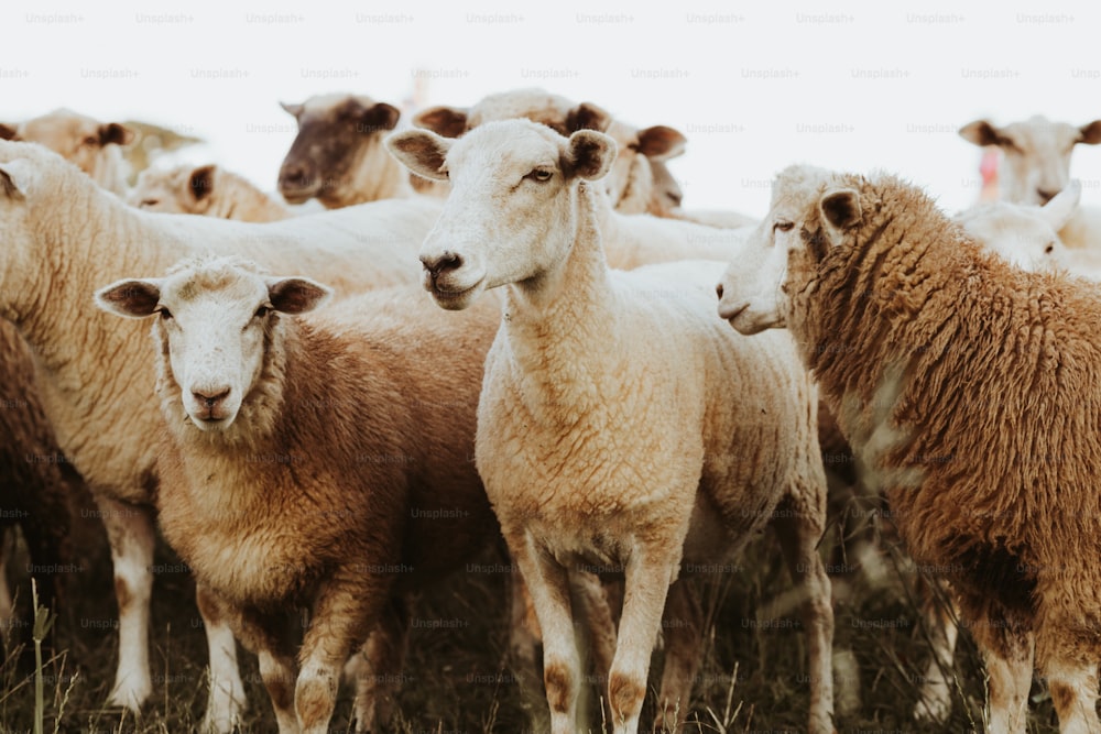 um rebanho de ovelhas de pé um ao lado do outro