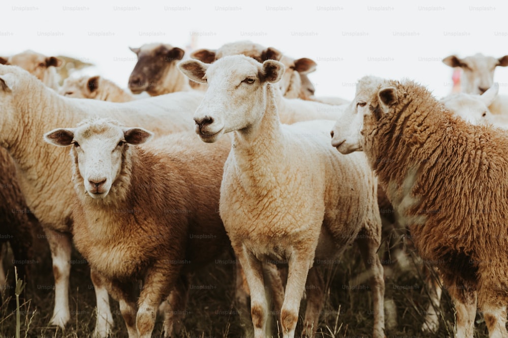 a herd of sheep standing next to each other