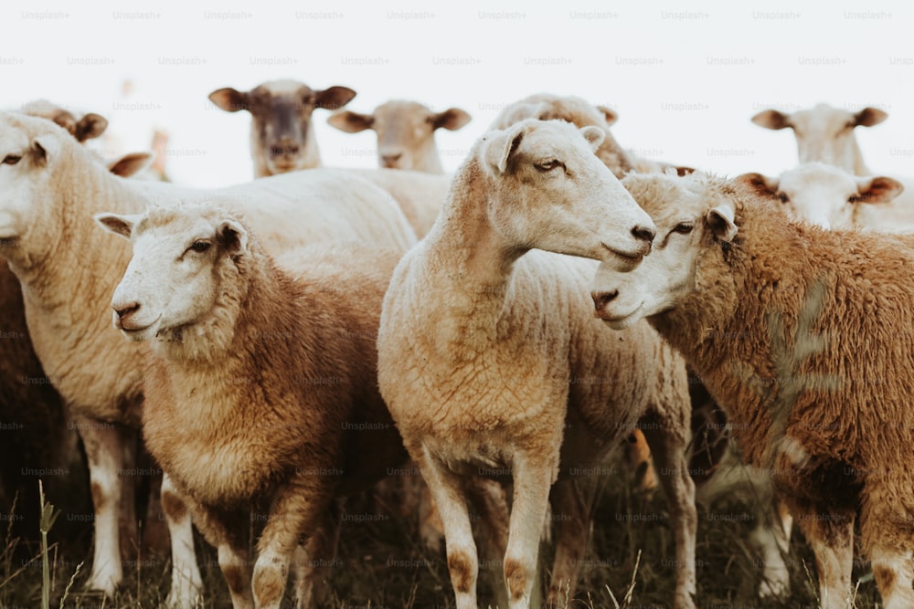 un gregge di pecore in piedi in cima a un campo coperto di erba