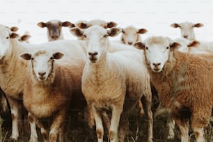 Un rebaño de ovejas de pie en la parte superior de un campo cubierto de hierba