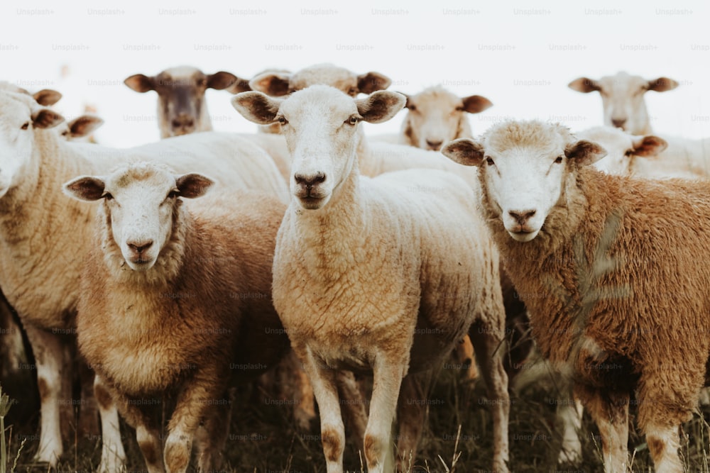 Un rebaño de ovejas de pie en la parte superior de un campo cubierto de hierba