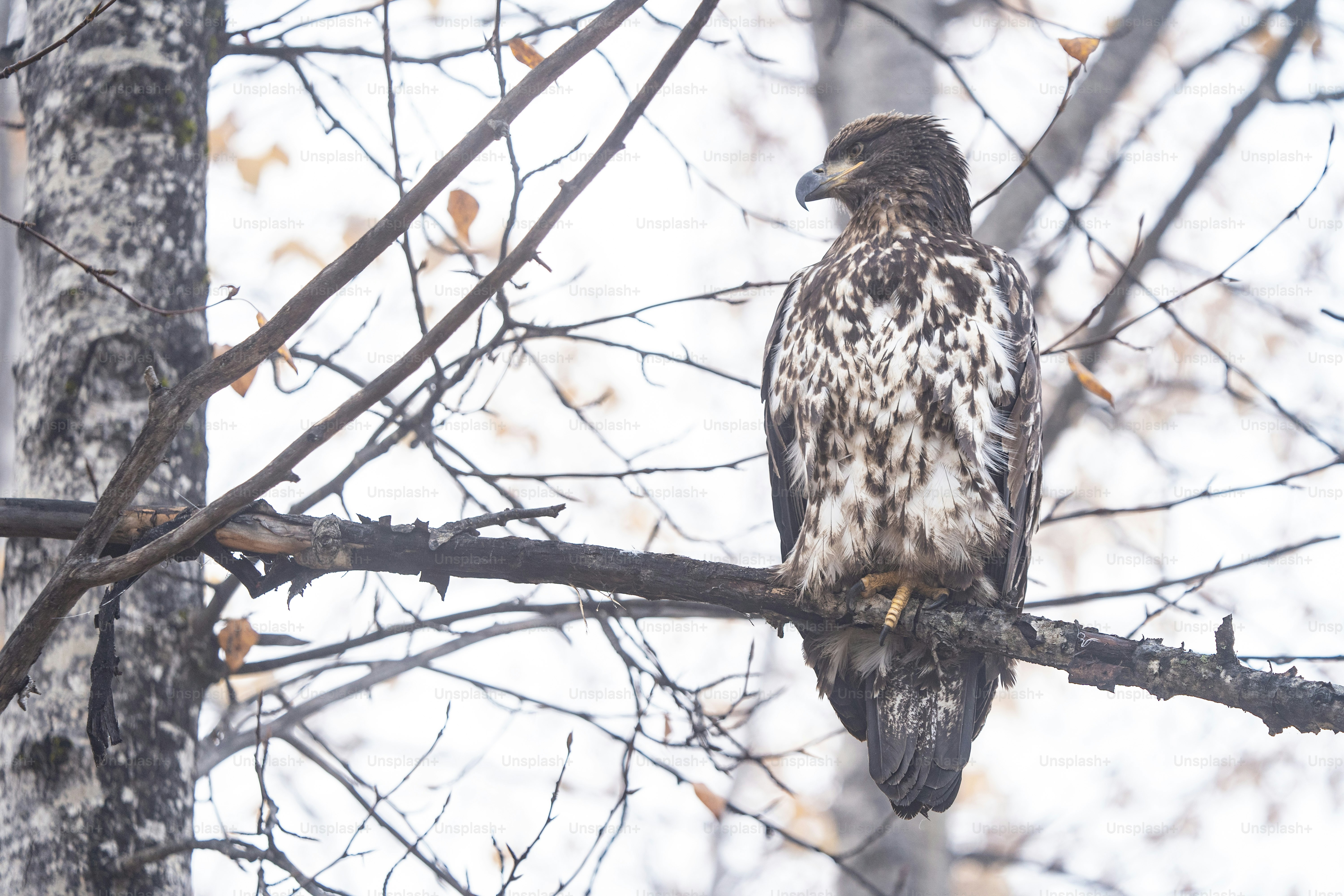a bird sitting on a branch of a tree