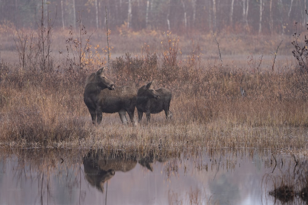 two moose standing next to each other in a field
