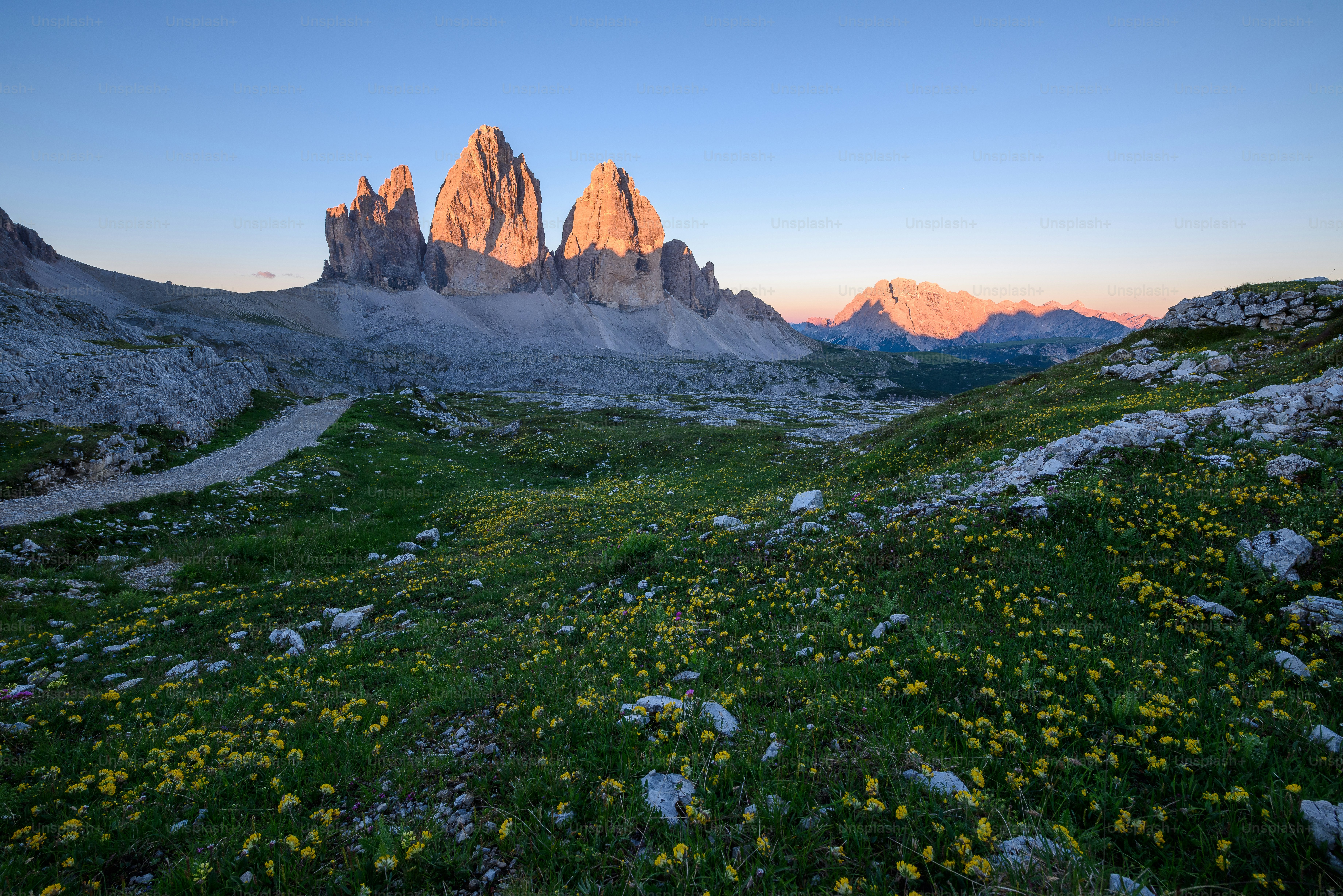un champ herbeux avec des fleurs et des montagnes en arrière-plan