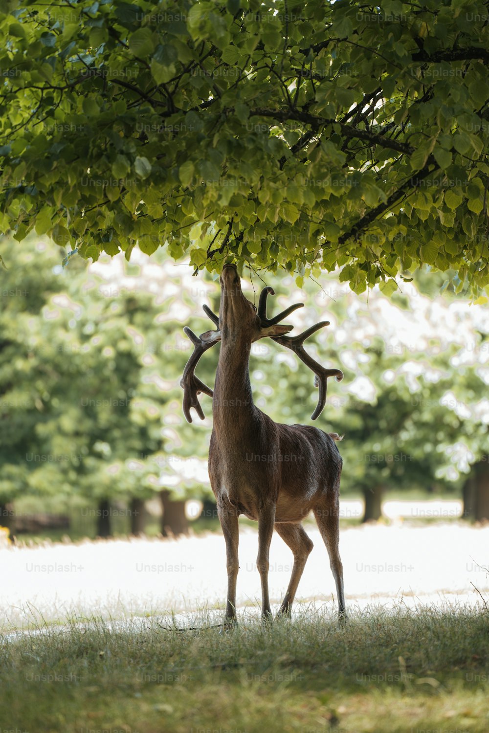 un cerf qui se tient sous un arbre