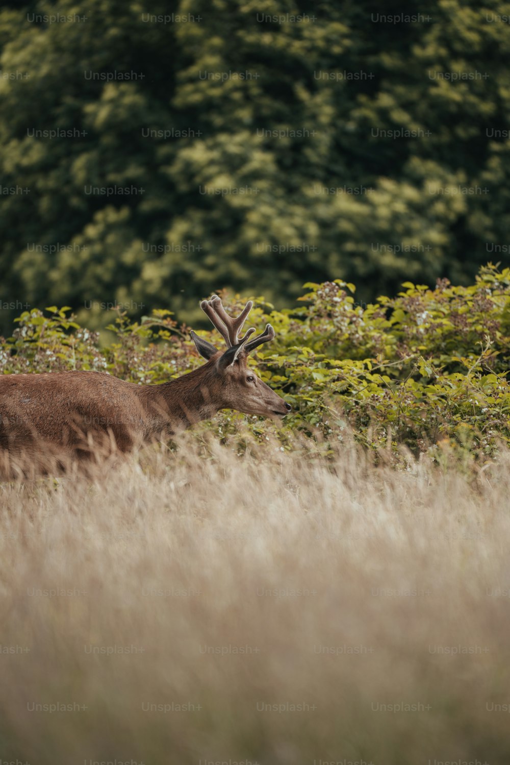 um cervo em pé em um campo de grama alta