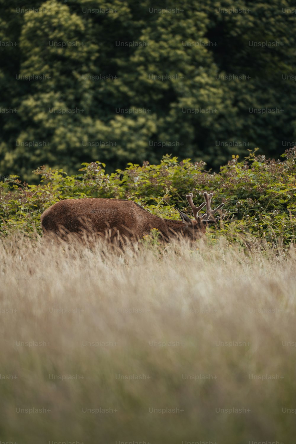 a brown animal standing in a field of tall grass