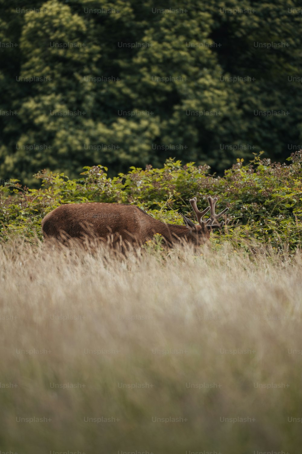 Un animal marrón parado en un campo de hierba alta