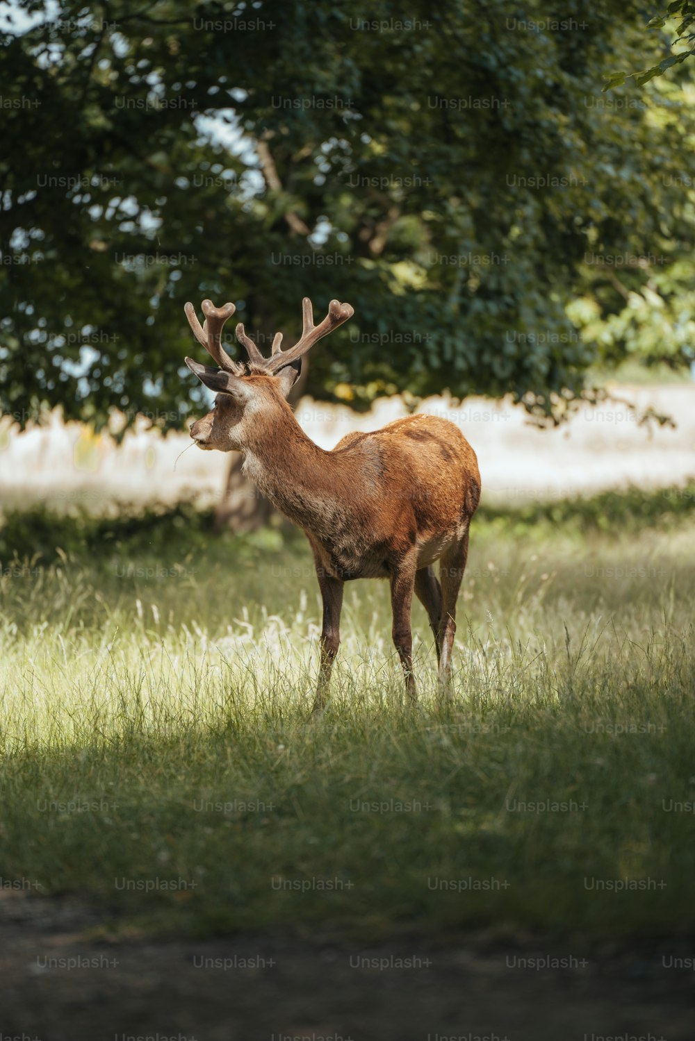 木を背景に野原に立つ鹿