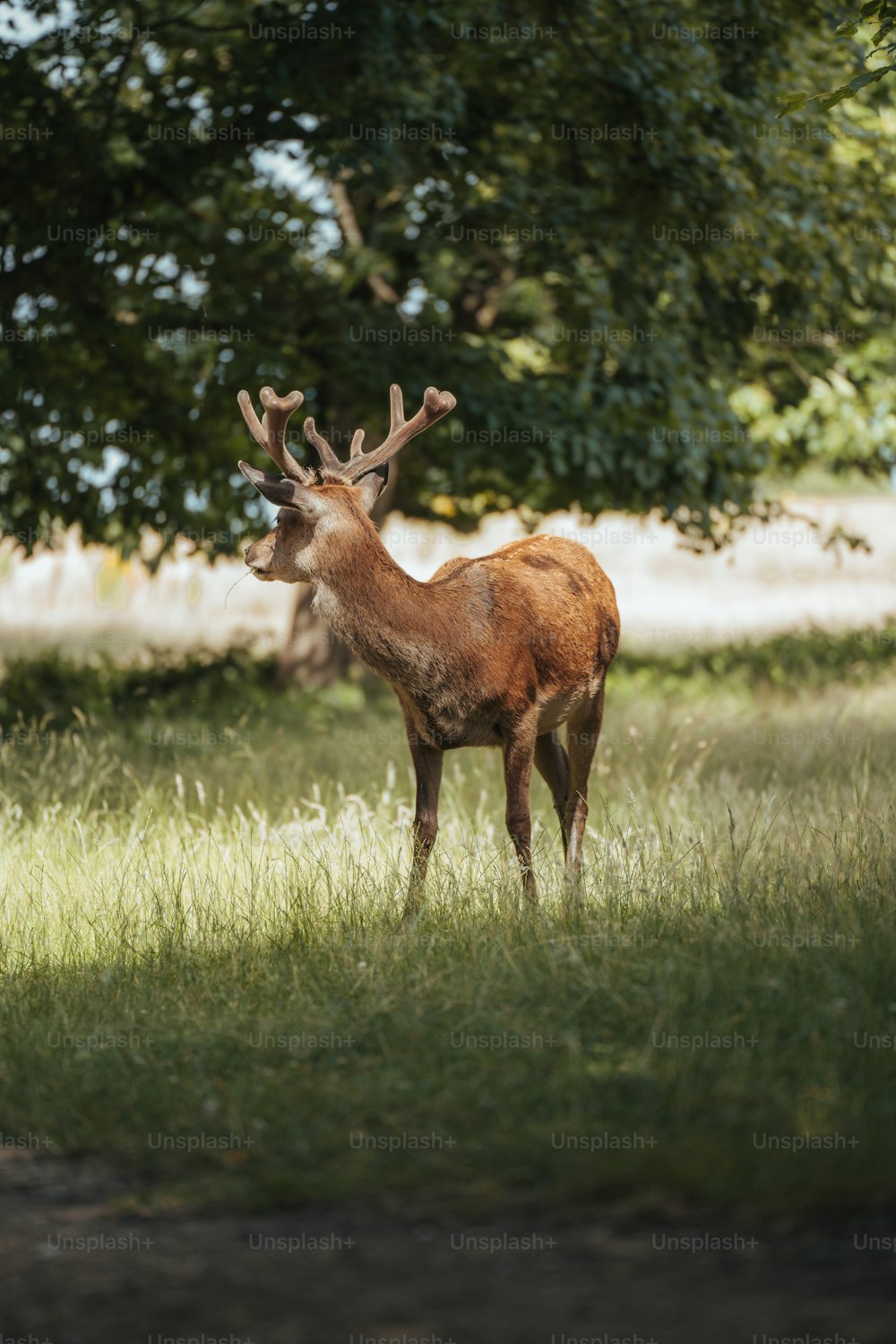 a deer standing in a field with trees in the background