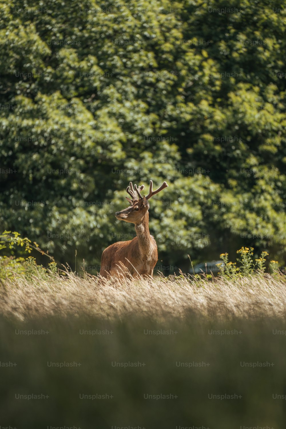 a deer standing in a field of tall grass