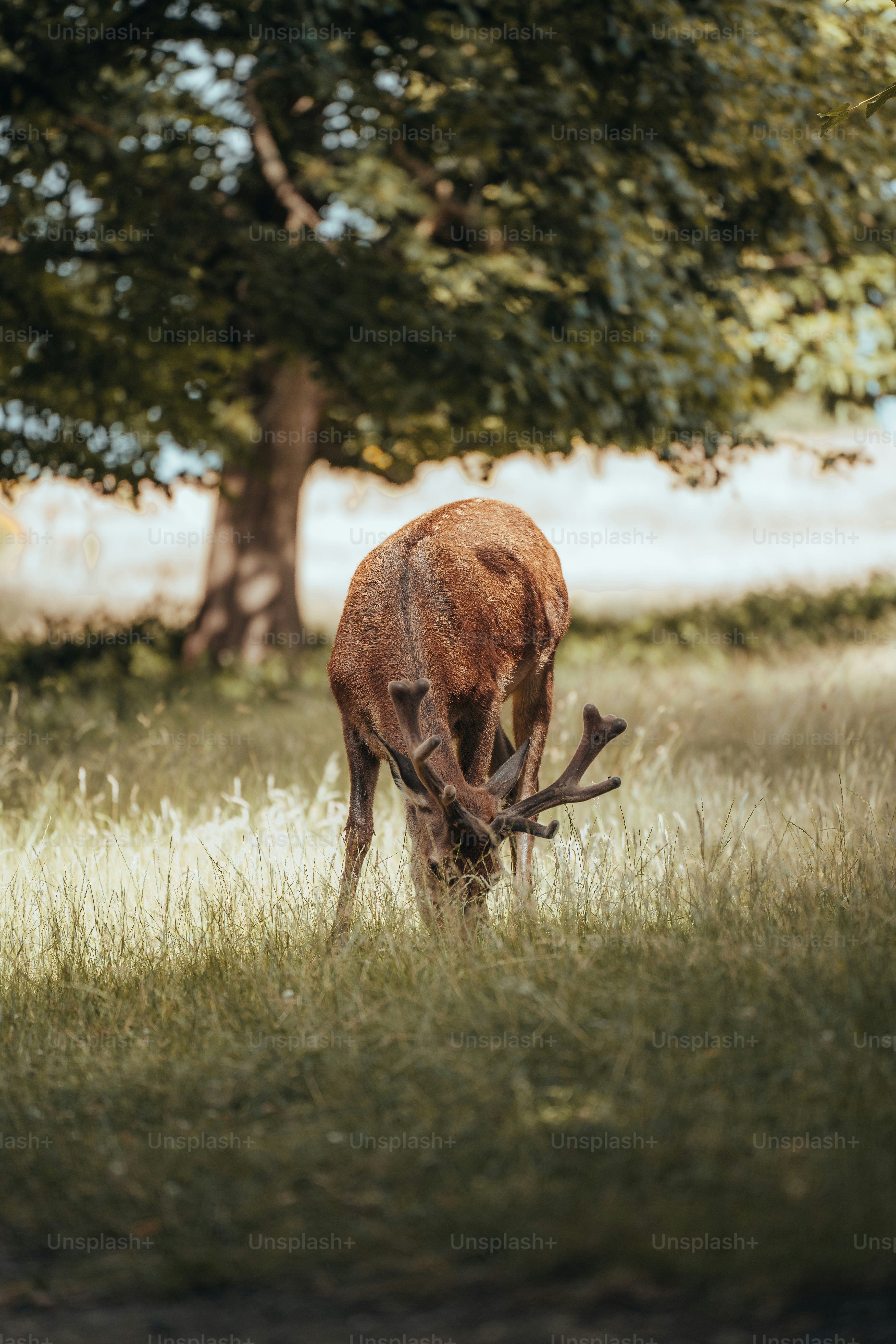 a deer eating grass in a field next to a tree
