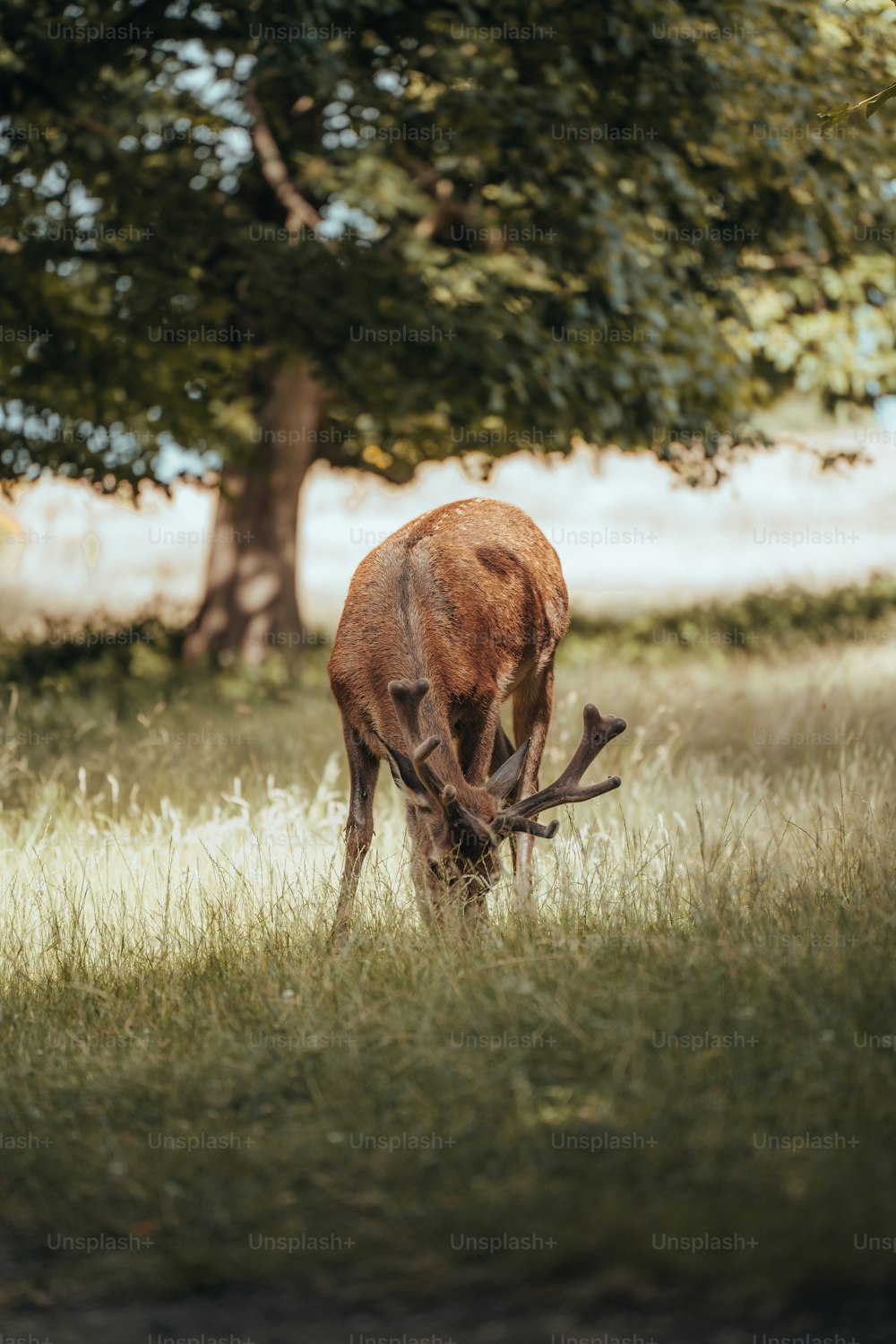 a deer eating grass in a field next to a tree